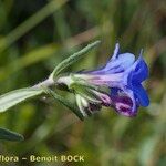 Glandora prostrata 花