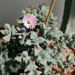 Lampranthus deltoides 花