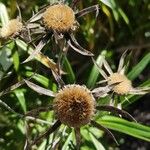 Carlina salicifolia Прочее