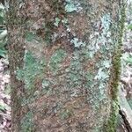 Bonafousia undulata 樹皮