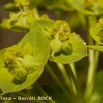 Euphorbia seguieriana Fruto