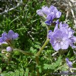 Phacelia distans Tervik taim