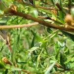 Ludwigia alternifolia Rhisgl