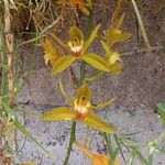 Cymbidium lowianum Flower