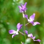 Matthiola longipetala Other