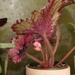 Begonia rexBlodyn