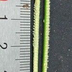 Paspalum conjugatum 其他