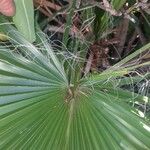 Washingtonia filifera Лист