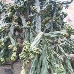 Cylindropuntia imbricata 葉