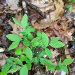 Vaccinium pallidum Fuelha