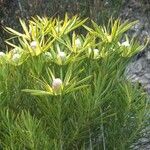 Leucadendron laureolum Blüte