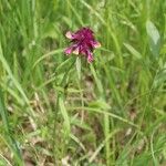 Melampyrum cristatum Flower