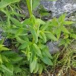 Scrophularia oblongifolia Blad