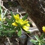 Genista linifolia Flor