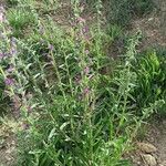 Echium creticum Habit