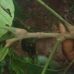 Trichilia prieuriana Écorce