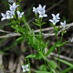 Houstonia longifolia Hábito