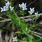 Houstonia longifolia Pokrój