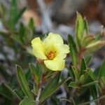 Hibbertia heterotricha অভ্যাস