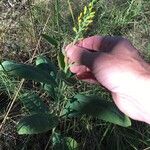 Crotalaria mitchellii Облик