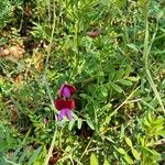 Lathyrus clymenum Habit