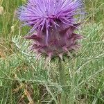 Cynara humilis Квітка