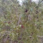 Juniperus oxycedrus Frukt