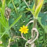 Ranunculus flammula Flower