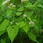 Mikania scandens Costuma