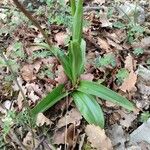 Orchis punctulata Leaf