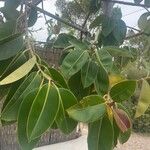 Ficus elastica Fuelha