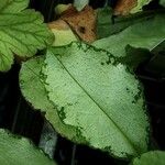 Pulmonaria longifolia Blad