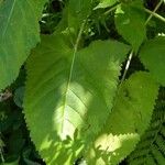 Salvia glutinosa Blatt