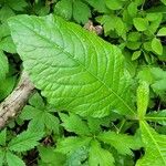 Elephantopus carolinianus Leaf