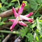 Fumaria muralis Çiçek