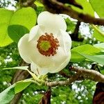 Magnolia sieboldii Квітка