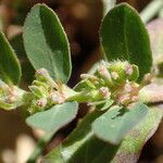 Euphorbia prostrata फूल