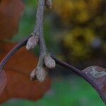 Quercus marilandica Bark