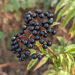 Sambucus ebulus Fruit