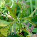 Geranium dissectum Leaf