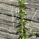 Cruciata glabra Hoja