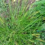 Carex vulpinoidea Hoja