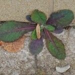 Lactuca virosa Leaf