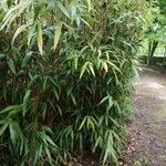 Pseudosasa japonica 叶