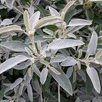 Phlomis purpurea Leaf