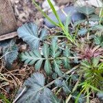 Geum canadense Blad