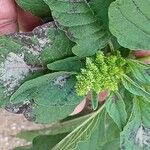 Amaranthus spinosus Frucht