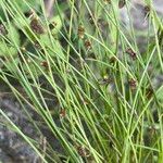 Cyperus subsquarrosus Froito