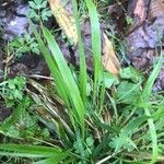 Brachypodium sylvaticum Feuille