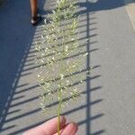 Trisetum flavescens Flor